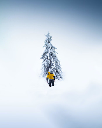 Winter, mountaineer, tree, nature HD phone wallpaper