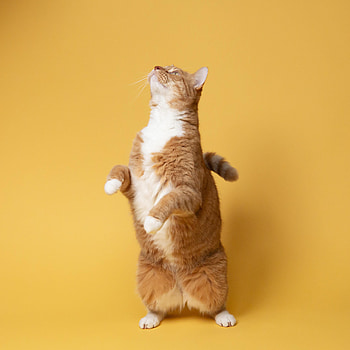Funny, Animals, Cat, Fluffy, Pet HD phone wallpaper