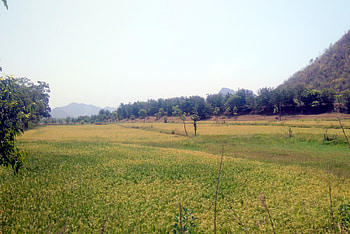 Pdaay field near Hill, green, hill, tree, paddy HD wallpaper