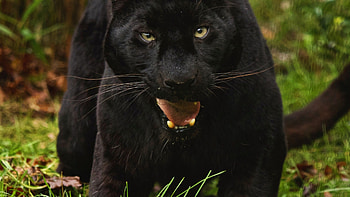 Wild animal, Sleek black panther, Powerful predator, Nature's marvel HD wallpaper