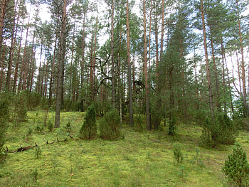 Curly tree, south, forest, lithuania, tree, curly HD wallpaper