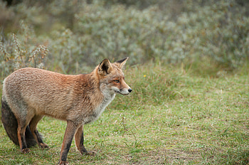Animals, Fox, Brown, Wildlife, Animal HD wallpaper
