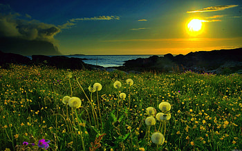 Spring Meadow, meadow, nature, flowers, grass, spring, sun HD wallpaper