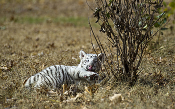 Animals, Grass, To Lie Down, Lie, Tiger, Playful, Tiger Cub HD wallpaper