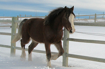 horse in the snow, liver chestnut, horses, blade face, equine, pony HD wallpaper