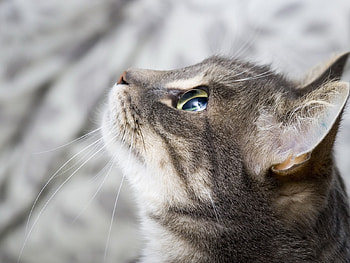 Hoping Cat ~ For Joanne., looking up, hoping, animals, wishing, cat HD wallpaper