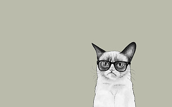 Grumpy Cat With Sunglass HD wallpaper