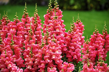 Flowers, Greens, Disbanded, Loose, Snapdragon HD wallpaper