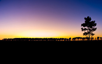Trees, Sunset, Horizon, Dark, Outlines, Evening, Row HD wallpaper