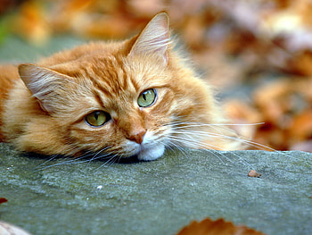 Kitten, animal, cat, feline HD wallpaper