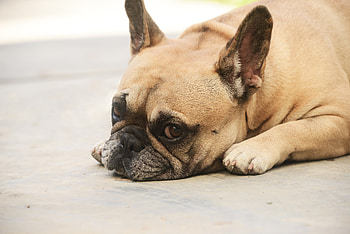 Calm, relaxed, cute, bulldog, muzzle HD wallpaper