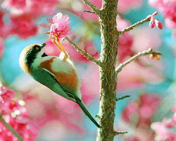 Cute Sparrow, animal, birds, sparrow, red, hanging, flowers HD wallpaper