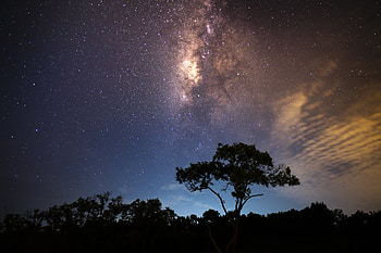 Nature, Shining, Wood, Tree, Starry Sky, Milky Way HD wallpaper