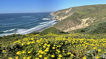 Point Reyes, CA, pacific, coast, wildflowers, sea, landscape, flowers, usa HD wallpaper
