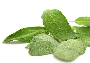 Sage in cooking, Spicy herb, Fiery flavor, Recipe enhancer HD wallpaper