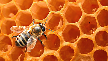 Honey bee , Insect's beauty, Nature's marvel, Hive's masterpiece HD wallpaper