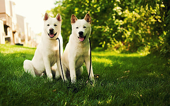 Animals, Grass, Couple, Pair, Dog, Akita Inu HD wallpaper