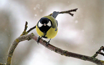 Great Tit, Latvia, tit, great, bird HD wallpaper