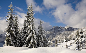 Landscape, Winter, Trees, Snow, Fir-Trees HD wallpaper