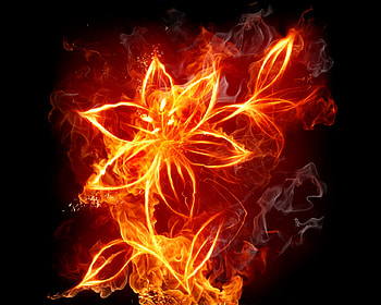 flameing fire, dark shine, flowers, fire HD wallpaper