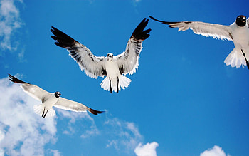 Animals, Birds, Sky, Flight HD wallpaper