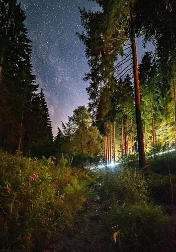 Nature, Flowers, Trees, Night, Forest, Starry Sky HD phone wallpaper