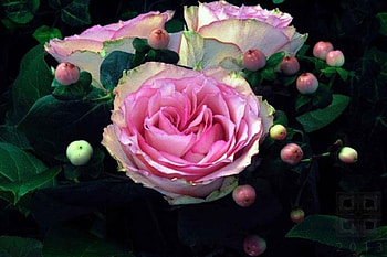 Beautiful Pink Roses, pink, flowers, buds, roses HD wallpaper