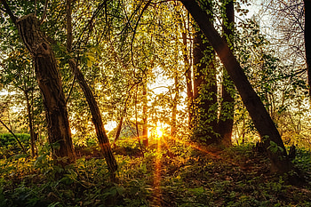 Nature, Trees, Sun, Rays, Beams, Forest HD wallpaper