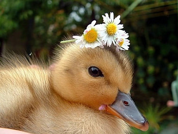 Princess ^_^, Duck, CUTE, Princess, SoLovely HD wallpaper