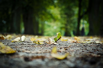 A close-up view of fallen autumn leaves on a tranquil forest path. HD wallpaper