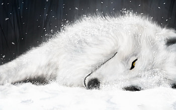 white fox in ice 1280x800. jpg, white, laying, sleeping, fox, ice HD wallpaper