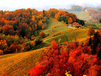 Autumn Foliage, Nature, Leaves, Autumn, Trees HD wallpaper
