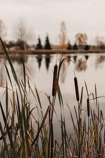 Nature, Water, Grass, Lake, Shore, Bank, Cane, Reed HD phone wallpaper