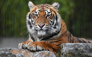 Tiger, animal, cat, rocks HD wallpaper