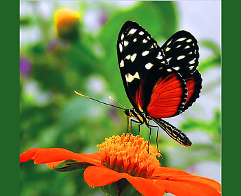 Alite, white, black, butterfly, flower, red, orange HD wallpaper