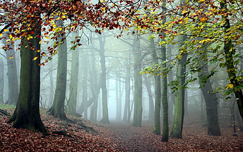 Nature, Trees, Forest, Fog, Path, Morning, Cool, Trail, Coolness HD wallpaper