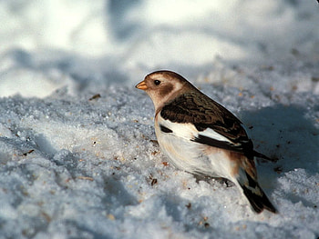 Cute Bird, cool, cute, bird HD wallpaper