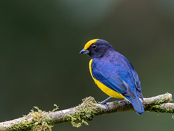 Bird, one, yellow, blue, nature, pasari HD wallpaper