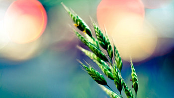 Plant, Macro, Branch, Greens HD wallpaper
