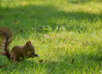 Grass background, , Walnut protein, Rodent section HD wallpaper