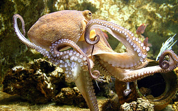 Mesmerizing octopus, Captivating , Aquatic beauty, Underwater creature HD wallpaper