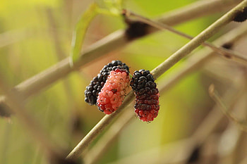 Mulberry health benefits, Nutrient-rich, Disease prevention, Wellness promoter HD wallpaper