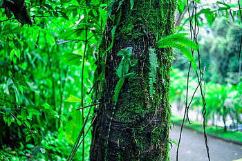 Animals, Wood, Tree, Basilisk, Lizard, Reptile, Disguise, Camouflage, Moss HD wallpaper