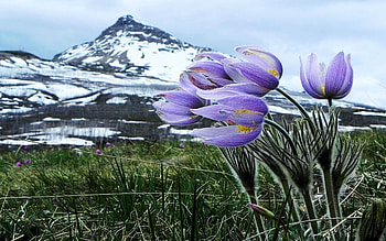 Flowers of the Wind, landscape, mountains, blossoms, snow, spring HD wallpaper