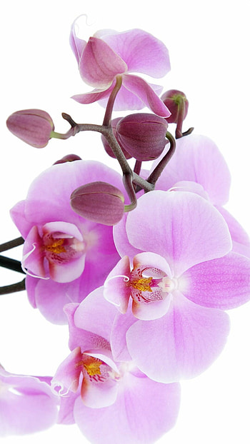 Pure pink orchid, , Beautiful orchids HD phone wallpaper