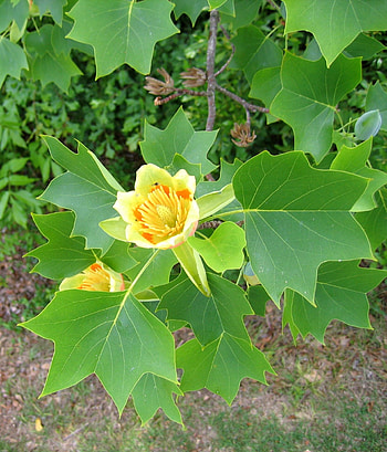 Tulip Tree, Pin Plant Profiles, Fall Nature HD phone wallpaper