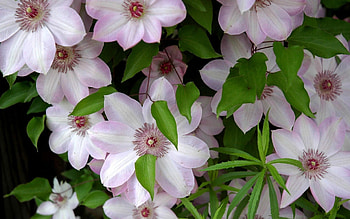 Clematis, summer, pink, flower, green HD wallpaper