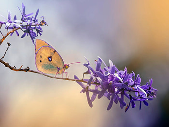 Butterfly, Flowers, Insect, Branch HD wallpaper