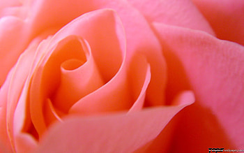 Plants, Flowers, Background, Roses HD wallpaper