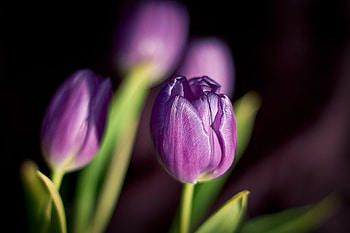 Plants, Flowers, Tulips HD wallpaper